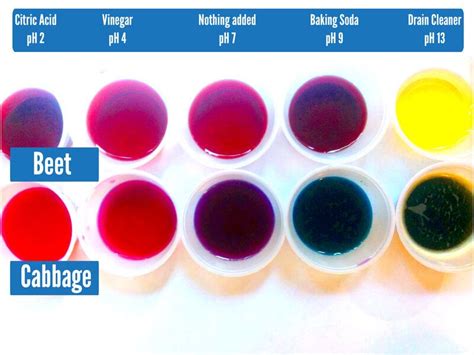 Natural pH Indicators: Make a pH indicator using beetroot or cabbage ...