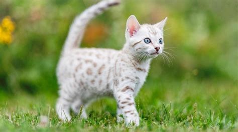 Snow Bengal Cat Breed Overview: Traits, Variations & More - Love Your Cat