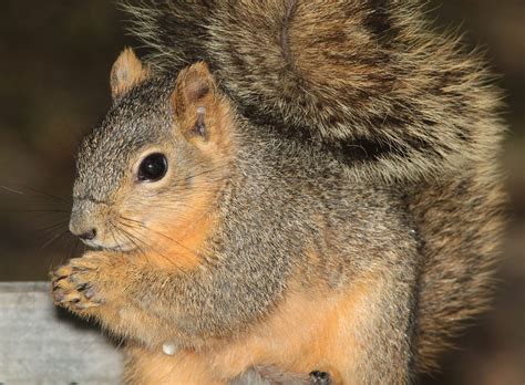 How Long Do North American Squirrels Live? | How Long Do Squirrels Live?