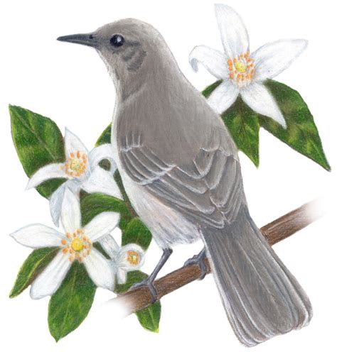 Florida State Bird and Flower: Mockingbird / Mimus polyglottos | Orange ...