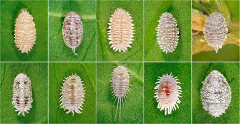 Common Houseplant Pests: How to Deal with Mealybugs - JOMO Studio