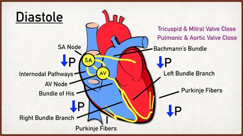 Sístole y diástole: El corazón en acción - tetherthicket