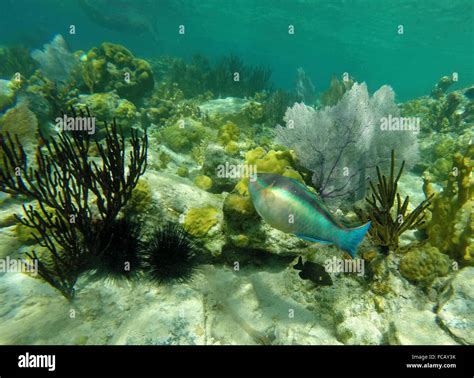 Coral reef and a parrot fish in the Caribbean Stock Photo - Alamy