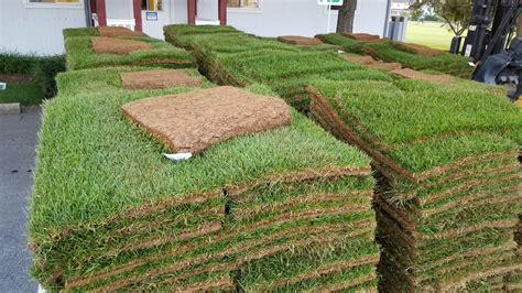 Kentucky Bluegrass Sod | Sporting Valley Turf Farms