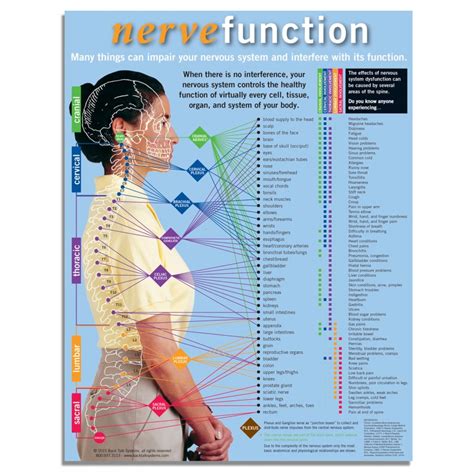 Back Talk Systems » Nerve Function Handout, Chiropractic Report of ...