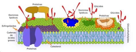 La célula. 3. Membrana celular. Atlas de Histología Vegetal y Animal