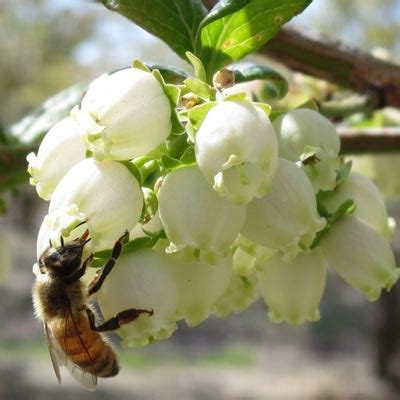 Improving Pollination and Fruit Set in Highbush Blueberry | Small Fruit ...