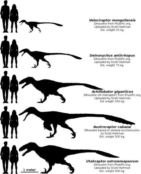 Dromaeosaur ("raptor") size comparison Raptor Dinosaur, Dinosaur Facts ...