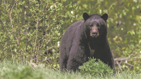 Nuevo León - Sequía en Nuevo León: Fauna está en peligro por crisis de ...