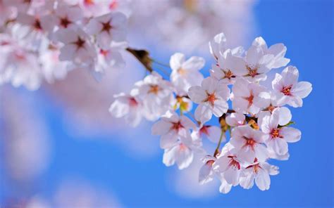 Spring Wallpaper And Screensavers HD (70+ images)