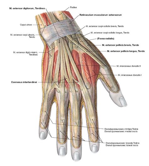 Hand Anatomy, Muscle, Hands, Muscles