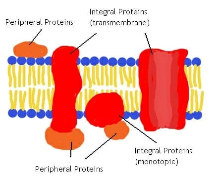 Peripheral Proteins: Definition, Functions and Structure | Biology ...