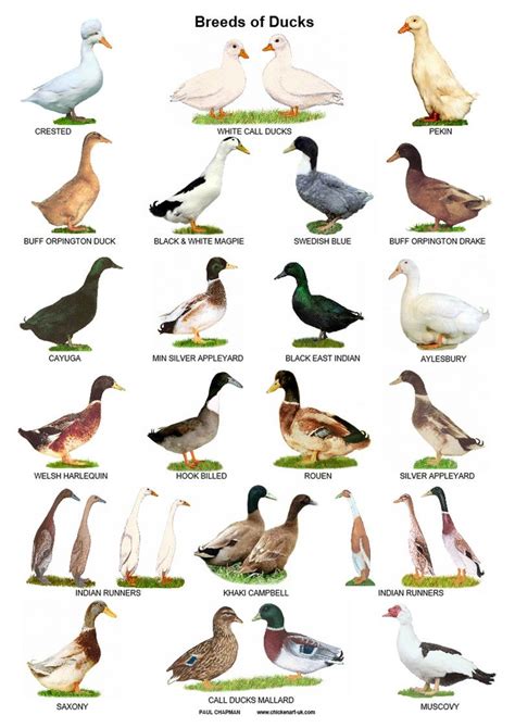 A4 Laminated Posters. Breeds of Ducks | Etsy | Bird breeds, Geese ...