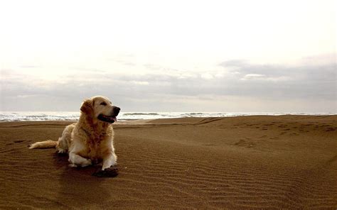 Golden Retriever On The Beach, golden retrievers HD wallpaper | Pxfuel