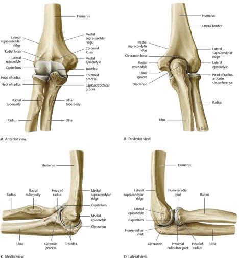 Elbow Joint Diagram