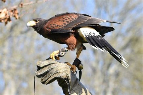 LEEDS CASTLE FALCONRY EXPERIENCES - All You Need to Know BEFORE You Go