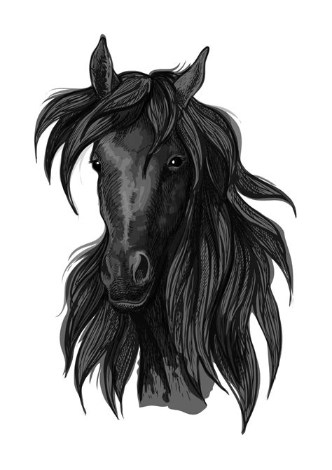 Arabian horse head sketch with black racehorse 11663454 Vector Art at ...