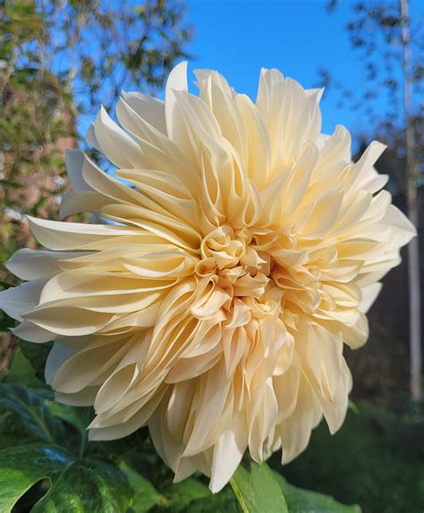 Dahlia - Cafe au lait [2496 x 3024] [OC] : r/BotanicalPorn