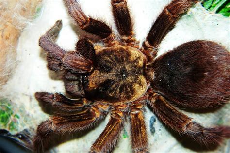 Goliath Birdeater: The Biggest Spider In The World