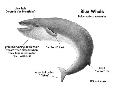 Anatomy Of A Blue Whale - Anatomy Drawing Diagram