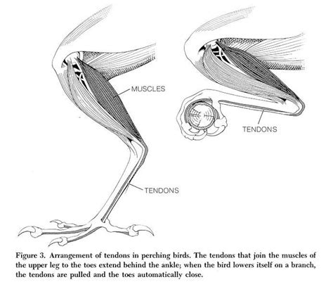 Animal drawings, Bird, Anatomy drawing