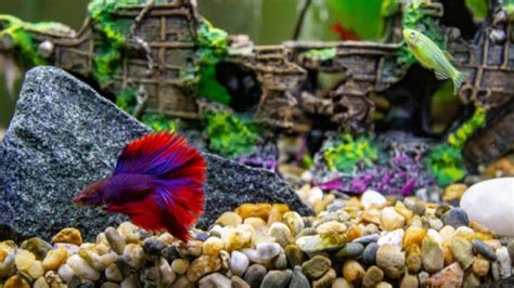 How to Clean Fish Tank Gravel Properly (Definitive Guide)