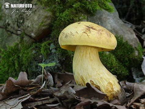 Yellow Bolete Mushroom Photos, Yellow Bolete Images, Nature Wildlife ...