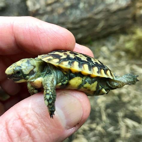 Worlds Smallest Turtle Species