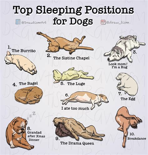 What Do Dogs Lying Positions Mean