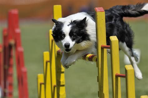 How To Train A Border Collie Agility