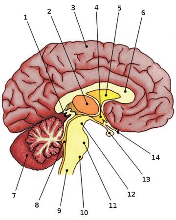 Unlabeled Brain Diagram - Wiring Diagram