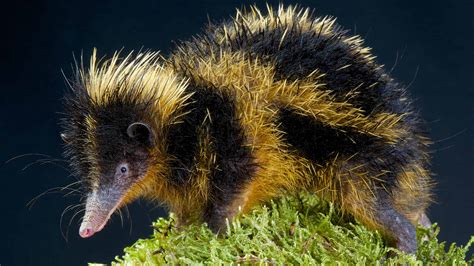 Tenrec Pictures - AZ Animals