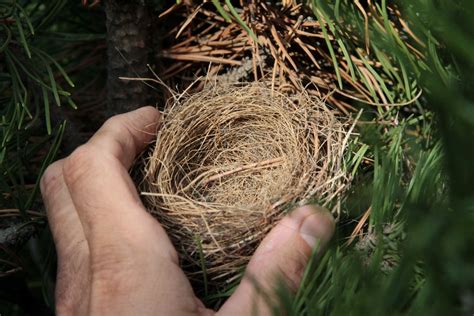 Nested Nests - Bird Canada