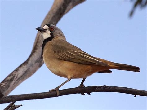 Crested Bellbird from Australia | Crest, South australia, Nature