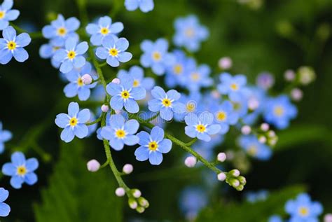 Meadow blue flowers stock photo. Image of herbal, area - 14539306