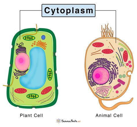 Cytoplasm In Plant Cell