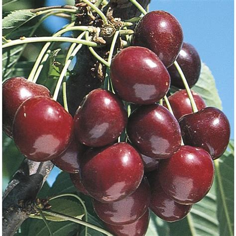 3.25-Gallon Stella Ultra-Dwarf Cherry Tree (L22673) at Lowes.com