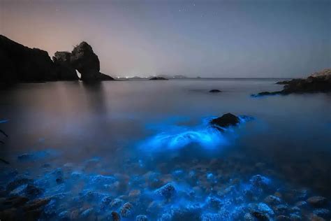 Where Are The Bioluminescent Waves