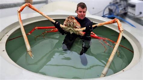 Largest King Crab In The World