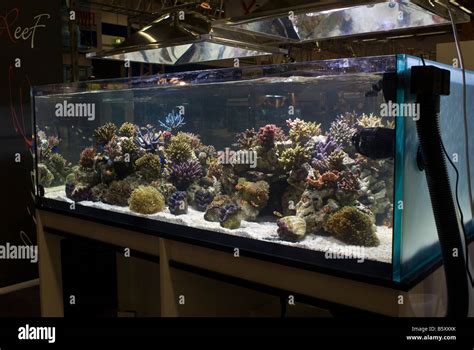 A large Reef aquarium, Rome, Italy Stock Photo - Alamy