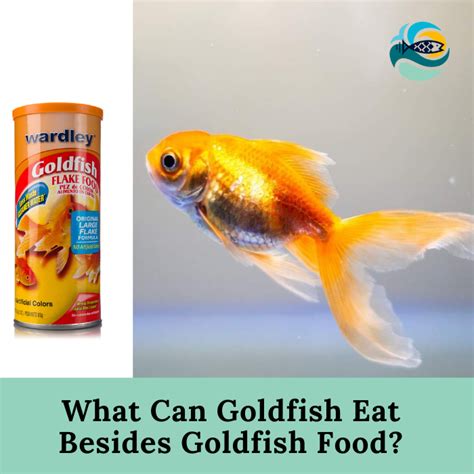 What Can Goldfish Eat Besides Goldfish Food - (Love To Find)