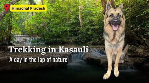 Kasauli Adventure Trip: Trekking with Shadow, The German Shepherd Dog ...