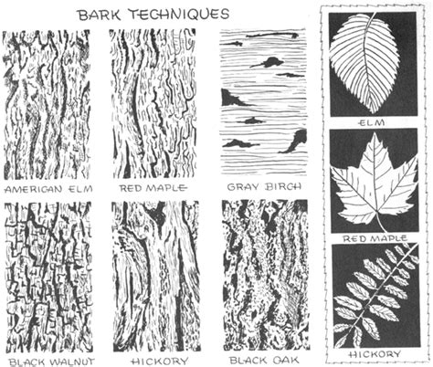 How to Draw Trees, Bark, Twigs, Leaves and Foliage Drawing Tutorial ...