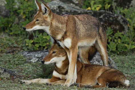 Ethiopian Wolves. Photo by Delphin Ruche. | Bale Mountains National ...