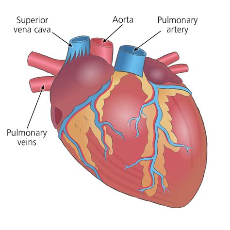 Heart transplant surgery - Organ transplantation - NHS Blood and Transplant