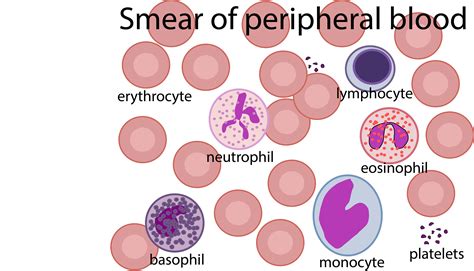Histology Of Blood Cells