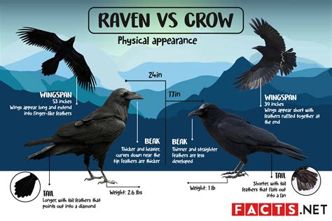 Raven VS Crow: What's The Difference? - Facts.net