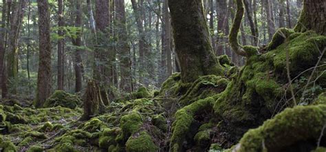 Visitor, Beware: 5 of the Scariest Places in Japan | Japan Cheapo