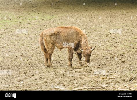 young bison in their natural habitat Stock Photo - Alamy