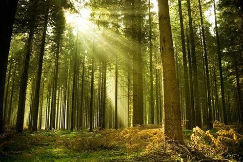 Rays of light, forest, sun, sunlight, woods, beauty, nature, trees, ray ...